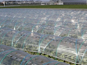 [bNC 100m×E5×185cm(gl _Ɨp _Ǝ  rj[nEX ƒ؉ ͔| |pi i gl _Ɨp |  _Ɨpi tB rjn