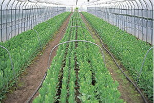 PO nCx[EX 0.1mm×100m×135cm ۉ rj[nEXp ATChɓKtBłB(_Ǝ ƒ؉ ͔| |pi i _Ɨp |  _Ɨpi _po nE