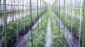 家庭菜園 トマト 支柱 Diy 工具の人気商品 通販 価格比較 価格 Com