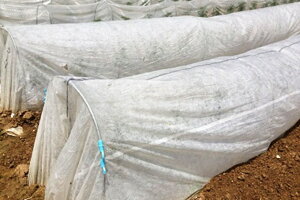 ぬくぬく 200cm×100m (野菜 農業用不織布 トンネル 栽培 資材 保温 家庭菜園 虫対策 害虫 農業 用 防虫 網 ネット 防虫ネット 虫除け 虫よけネット 園芸ネット 農業資材 農業用資材 園芸資材 園