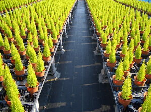 hV[g × 75cm×100m(hV[g Gh~V[g GV[g  G΍ _Ǝ h~V[g _Ɨp  K[fjO | ƒ؉ |pi  nEX 