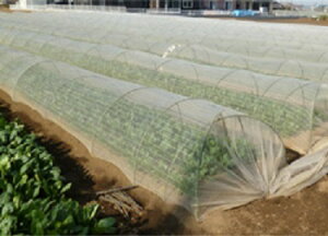 TVC S-2000 1mmx135cm×100m (rj[nEX rj[ nEX i gl ͔|  ƒ؉ ΍ Q _ p h  lbg hlbg  悯lbg |lbg