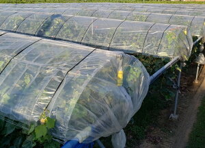 hGg[Ń|Cg5{Ihi@AGJ悯mE|@0.05mmX180cmX100m( ߂悯mE| )