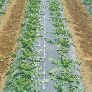 KOマルチ 黒 (KOB) 厚さ0.02mmX長さ200m×幅180cm 2本セット