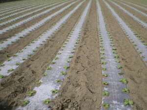 IWi}`iji2܂j0.02mmX210cmX200m2{