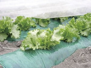 O[}`_[N 0.03mm×180cm×200m 2{Zbg(}` V[g Gh~V[g }`V[g  G΍ ƒ؉ _ _Ɨp  _Ɨp _ _Ǝ | |