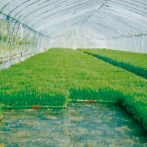 pIpI؂V[g50 50m×150cm ( cpi  c ۉV[g _Ǝ ۉ _Ɨp |p | K[fjO K[fpi _ ƒ؉ ֗ ObY)