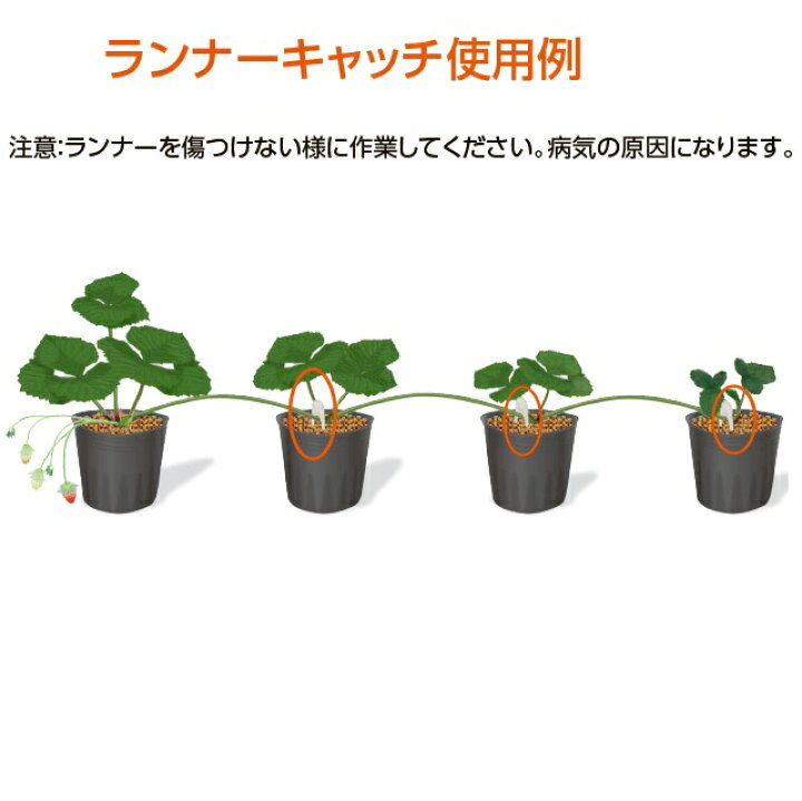 いちごランナーピン 500本 現金特価