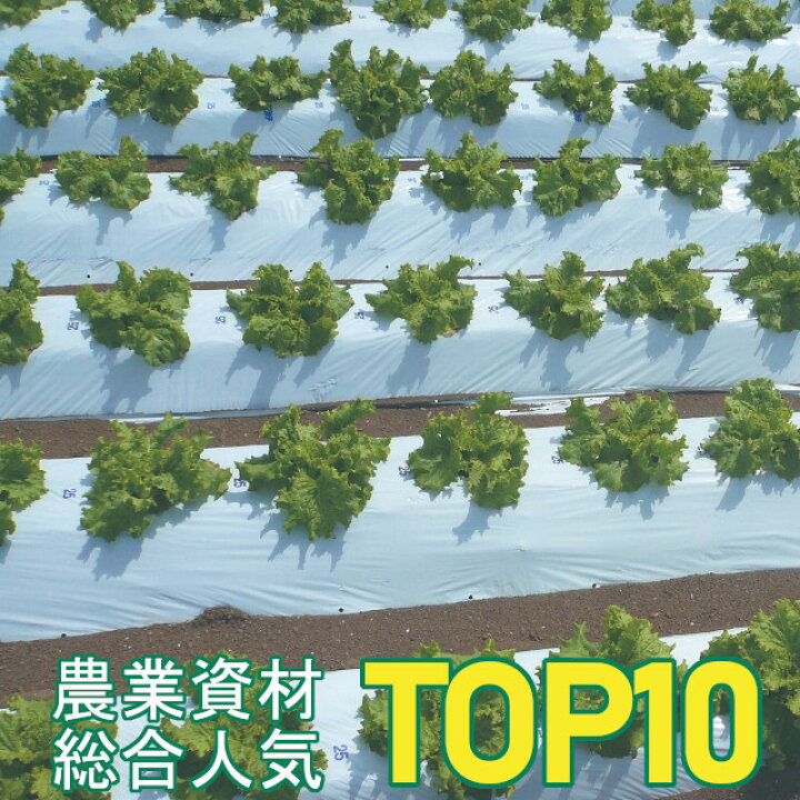 楽天市場】エントリーでポイント7倍 国産オリジナル白黒マルチ（無孔 