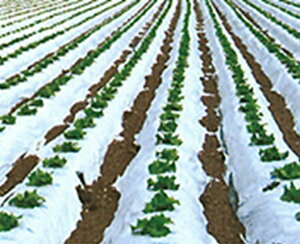 cCzCg 0.02mm×150cm×200m 3{Zbg(Gh~V[g }`tB Q G΍  tB }`O }`V[g _Ɨp}` }` V[g _Ǝ | 