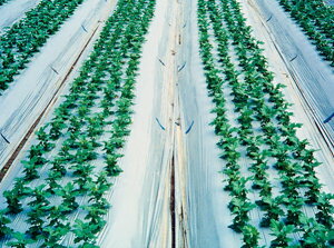 hVo[ 200m×0.023mm×95cm 3{Zbg(Gh~V[g G΍  Vo[}` Vo[ Q tB }`O }`V[g _Ɨp}` }` V[g _Ǝ |