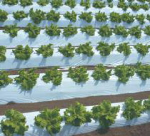 IWi}`200m×5515-45@i