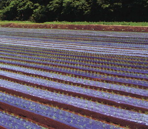 z[}` 120cm×200m×E60mm Ki2430 3{Zbg(}` V[g Gh~V[g }`V[g  G΍ ƒ؉ _ _Ɨp  _Ɨp _ _Ǝ | |p