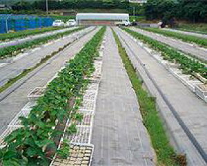 hV[g × 150cm×100m(hV[g Gh~V[g GV[g  G΍ _Ǝ _Ɨpi K[fjO | ƒ؉ |pi  nEX rj[nEX 