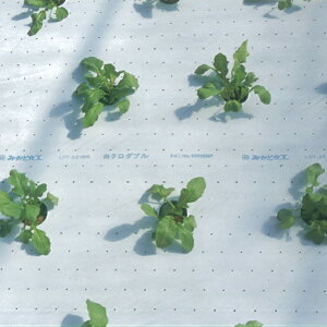 T}[}`@0.025mmiSʗLEj135cm×200m@3{Zbg@(}` }` V[g Gh~V[g }`V[g  G΍ ƒ؉ _ _Ɨp  _Ɨp 