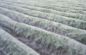 pXCg 200m×150cm ( gl͔| rj[nEX rjnEX nEX͔| glp ׂ  悯 Jo[ | ۉV[g _Ǝ ۉ _Ɨp |p 