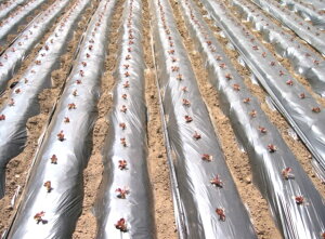 qV[⍕ 0.025mm×135cm×200m 3{Zbg(Gh~V[g }`tB G΍ Q tB ⍕}` }`O }`V[g _Ɨp}` }` V[g _Ǝ |