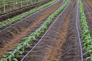 ネオドリップ 02L ヨコシタ 200m ( 日本農業システム 住化農業資材 チューブ ミスト 点滴 灌水 潅水 散水 農業 園芸 家庭 菜園 ガーデニング 水まき 水撒き 水やり )