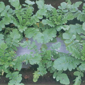 ⍕}`iSʗLEj95cm×200m5{Zbg(}`V[g _Ɨp}` h V[g _ }`O _Ǝ ƒ؉ |pi G΍ }`  Gh~ Y 엿S ό 