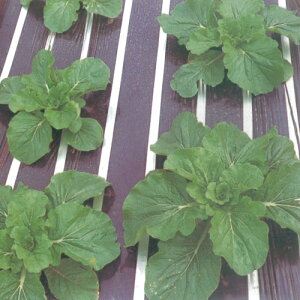 VRiXgCvj 0.02mm×200m×135cm 2{Zbg(Gh~V[g }`tB G΍ Q tB }`O }`V[g _Ɨp}` }` V[g _Ǝ 