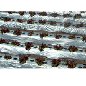 o[X}`⍕@0.023mm×95cm×200m@܂Ƃ߂5{Zbg