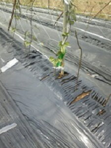 fV[g  945×100m 5{Zbg(Gh~V[g }`tB Q G΍  ͔| gl͔| tB }`O }`V[g _Ɨp}` }` V[g }` _