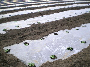 z[}`ilYj95cm×200m×E80mm Ki9245 6{Zbg(}` V[g Gh~V[g }`V[g  G΍ ƒ؉ _ _Ɨp  _Ɨp _ _Ǝ