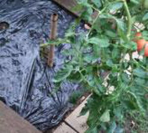 ؉p}` 50m×0.02mm×65cm(}`V[g _Ɨp}` h V[g _ }`O _Ǝ ƒ؉ |pi G΍ }`  Gh~ Y 엿S ό ϔM 