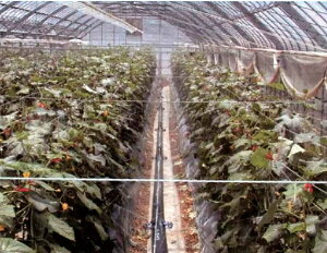 ~XgG[X20 t 100m ( {_ƃVXe Z_Ǝ _ | ƒ ؉ K[fjO nEX  U    z[X )