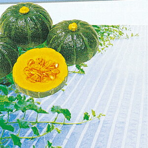 }V[g 1.5m×50m i ( {_ƃVXe ChNX _ | ƒ ؉ K[fjO }` V[g nEX  ƒ؉ E )