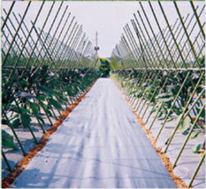 AOV[g Vo[O[ 100m×150cm ՌAhʔQ̖hV[głB(Gh~V[g GV[g  G΍ _Ǝ h~V[g _Ɨpi _Ɨp  K[f