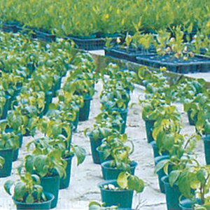 W[K[h 2mm×2m×50m 7210S ( {_ƃVXe ma sDz z ʋ ې {t͔| _ | ƒ ؉ c nEX  )