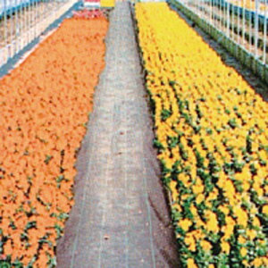 JPihjV[g  100m×125cm  0.5mm(hV[g Gh~V[g GV[g  G΍ _Ǝ h~V[g _Ɨpi _Ɨp  K[fjO | ƒ؉ |pi 