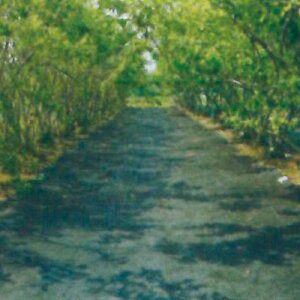 hlbgYMNTg[Y  1m×50m(hV[g Gh~V[g GV[g  G΍ _Ǝ _Ɨpi  K[fjO | ƒ؉ |pi ʎ ʑn Vxn u