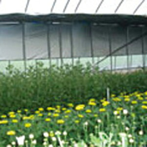 h|Cg5{IhVo[|ۉp 100m×0.05mm×150cm ( rj[nEX rjnEX nEX͔| glp gl͔| ۉV[g _Ǝ ۉ _Ɨp |