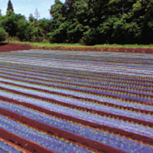 ۉ}` 0.02mm×135cm×200m(}` V[g Gh~V[g }`V[g  G΍ ƒ؉ _ _Ɨp  _Ɨp _ _Ǝ | |p |pi |Ob