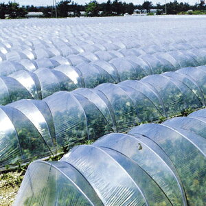 hGg[Ń|Cg5{Ih_rglTzbg 100m×0.05mm×185cmhۉރglrj[nEXAATChɓKrj[łB