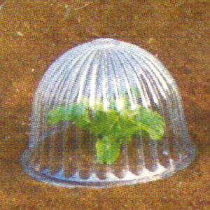 cXq 2 a24cmX18cm ( Ȃڂ 2 )