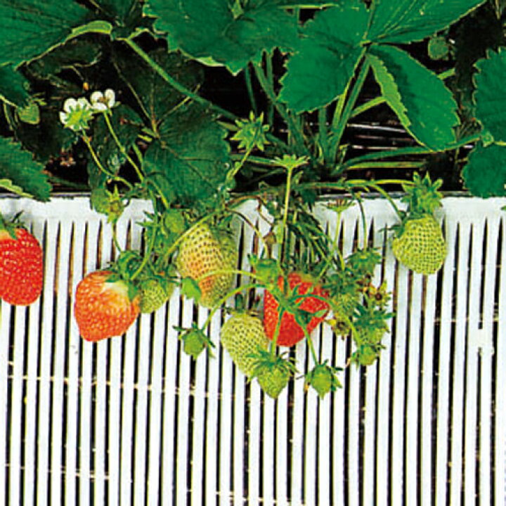 楽天市場 ストロースノコ 白 イチゴ用 25m cm 野菜 果物 果樹栽培 農具 ハウス栽培 いちご イチゴ 苺 とまと トマト 栽培 育苗 家庭菜園 農業用資材 農業用品 園芸用資材 雑品 園芸用品 園芸資材 農業資材 日本農業システム楽天市場店 楽天市場 ストロースノコ 白 イチゴ用 25m cm 野菜 果物 果樹栽培 農具 ハウス栽培 いちご イチゴ 苺 とまと トマト 栽培 育苗 家庭菜園 農業用資材 農業用品 園芸用資材 雑品 園芸用品 園芸資材 農業資材 日本農業システム楽天市場店