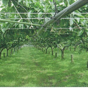 ~XgG[Xʎ 100m ( ~Xg  T ƒ؉ `[u `[u  U`[u 󐅃`[u Upi _Ǝ |pi _Ɨp | K[fjO pi K[fjOp