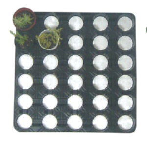 ʋCi[g[ 5x6365mm×365mm×26mm 100