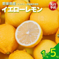 【先行予約】イエローレモン 家庭用 訳あり 【2027年2月より順次発送】 サイズ混合 ｜ 1kg / 2.5kg / 5kg…