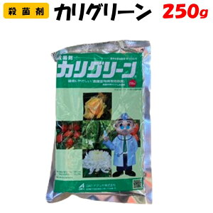 yϑ蒼z JO[ 250g Eۍ | ƒ؉ h _ _Ǝ OATAOI