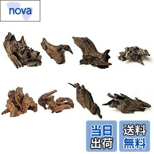 yz8 كVN R GCuؐ̑ i 8`10cmj