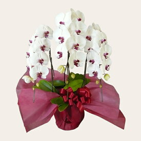 胡蝶蘭(スタンダードタイプ) 3本立 赤リップ