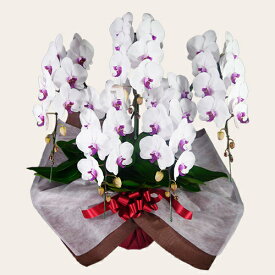 胡蝶蘭(スタンダードタイプ) 5本立 赤リップ