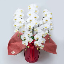 胡蝶蘭(スタンダードタイプ) 5本立 ホワイト
