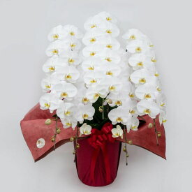 胡蝶蘭(ハイグレードタイプ)5本立 ホワイト ピンク