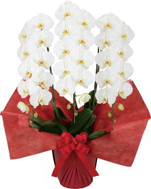 胡蝶蘭(ビジネスグレードタイプ) 3本立 ホワイト ピンク