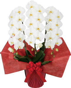 Ӓ(rWlXO[h^Cv) 3{ zCg sN